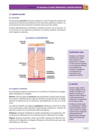 3.4. Aparato excretor
La excreción
Se denomina excreción al proceso mediante el cual el organismo elimina las
sustancias de desecho procedentes de las reacciones químicas celulares. La
acumulación de estos desechos resultaría tóxica para las células.
Aunque habitualmente se identifica el aparato excretor con el urinario, en
la excreción de los diferentes productos de desecho también intervienen
otros órganos y aparatos.
Unidad 4: Las personas y la salud. Alimentación y nutrición humanas
[117 ]Educación Secundaria para Personas Adultas
Los órganos excretores
Los principales órganos excretores son: los riñones, los pulmones, las glán-
dulas sudoríparas y el hígado.
Riñones. Son los órganos excretores más importantes, forman parte del apa-
rato urinario. Eliminan de la sangre los desechos producidos por las células
durante la utilización de los nutrientes, principalmente la urea y el ácido
úrico.
Los riñones también son órganos reguladores. Eliminan a través de la orina
el exceso de agua y sales minerales, manteniendo constante el volumen de
agua del cuerpo y la concentración salina del plasma.
Pulmones. Expulsan el dióxido de carbono producido en la respiración celu-
lar durante la utilización de los nutrientes para la obtención de energía.
Hígado. Expulsa al intestino, junto con la bilis, sustancias de desecho pro-
cedentes de la digestión, de algunos fármacos y del alcohol, para que sean
eliminadas por las heces.
Insuficiencia renal
Consiste en una filtración
insuficiente de la sangre.
Esto se traduce en la
producción de un volumen
de orina menor del necesario
y en la eliminación deficiente
de las sustancias de
excreción. El resultado es
una intoxicación por
acumulación de los
productos de desecho.
La micción
Cuando la vejiga contiene
una gran cantidad de orina,
aumenta la tensión en sus
paredes y se produce un
estímulo nervioso (reflejo de
micción) que provoca su
contracción y la expulsión de
la orina hacia la uretra.
El reflejo de micción puede
ser controlado por el cerebro
de forma voluntaria. Gracias
a ello, la orina no se expulsa,
a pesar de que la vejiga esté
suficientemente llena.
Algunas lesiones nerviosas
hacen que se pierda este
control.
 