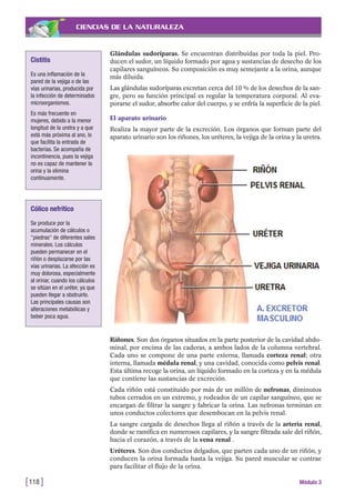 CIENCIAS DE LA NATURALEZA
Glándulas sudoríparas. Se encuentran distribuidas por toda la piel. Pro-
ducen el sudor, un líquido formado por agua y sustancias de desecho de los
capilares sanguíneos. Su composición es muy semejante a la orina, aunque
más diluida.
Las glándulas sudoríparas excretan cerca del 10 % de los desechos de la san-
gre, pero su función principal es regular la temperatura corporal. Al eva-
porarse el sudor, absorbe calor del cuerpo, y se enfría la superficie de la piel.
El aparato urinario
Realiza la mayor parte de la excreción. Los órganos que forman parte del
aparato urinario son los riñones, los uréteres, la vejiga de la orina y la uretra.
[118 ] Módulo 3
Cistitis
Es una inflamación de la
pared de la vejiga o de las
vías urinarias, producida por
la infección de determinados
microorganismos.
Es más frecuente en
mujeres, debido a la menor
longitud de la uretra y a que
está más próxima al ano, lo
que facilita la entrada de
bacterias. Se acompaña de
incontinencia, pues la vejiga
no es capaz de mantener la
orina y la elimina
continuamente.
Cólico nefrítico
Se produce por la
acumulación de cálculos o
"piedras" de diferentes sales
minerales. Los cálculos
pueden permanecer en el
riñón o desplazarse por las
vías urinarias. La afección es
muy dolorosa, especialmente
al orinar, cuando los cálculos
se sitúan en el uréter, ya que
pueden llegar a obstruirlo.
Las principales causas son
alteraciones metabólicas y
beber poca agua.
Riñones. Son dos órganos situados en la parte posterior de la cavidad abdo-
minal, por encima de las caderas, a ambos lados de la columna vertebral.
Cada uno se compone de una parte externa, llamada corteza renal; otra
interna, llamada médula renal, y una cavidad, conocida como pelvis renal.
Esta última recoge la orina, un líquido formado en la corteza y en la médula
que contiene las sustancias de excreción.
Cada riñón está constituido por más de un millón de nefronas, diminutos
tubos cerrados en un extremo, y rodeados de un capilar sanguíneo, que se
encargan de filtrar la sangre y fabricar la orina. Las nefronas terminan en
unos conductos colectores que desembocan en la pelvis renal.
La sangre cargada de desechos llega al riñón a través de la arteria renal,
donde se ramifica en numerosos capilares, y la sangre filtrada sale del riñón,
hacia el corazón, a través de la vena renal .
Uréteres. Son dos conductos delgados, que parten cada uno de un riñón, y
conducen la orina formada hasta la vejiga. Su pared muscular se contrae
para facilitar el flujo de la orina.
 
