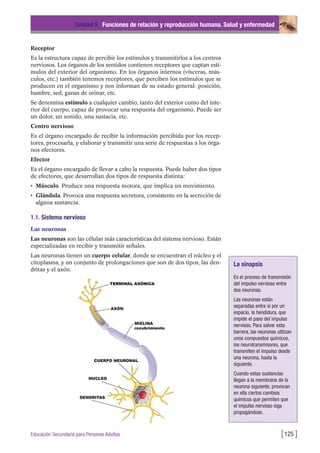 Receptor
Es la estructura capaz de percibir los estímulos y transmitirlos a los centros
nerviosos. Los órganos de los sentidos contienen receptores que captan estí-
mulos del exterior del organismo. En los órganos internos (vísceras, mús-
culos, etc.) también tenemos receptores, que perciben los estímulos que se
producen en el organismo y nos informan de su estado general: posición,
hambre, sed, ganas de orinar, etc.
Se denomina estímulo a cualquier cambio, tanto del exterior como del inte-
rior del cuerpo, capaz de provocar una respuesta del organismo. Puede ser
un dolor, un sonido, una sustacia, etc.
Centro nervioso
Es el órgano encargado de recibir la información percibida por los recep-
tores, procesarla, y elaborar y transmitir una serie de respuestas a los órga-
nos efectores.
Efector
Es el órgano encargado de llevar a cabo la respuesta. Puede haber dos tipos
de efectores, que desarrollan dos tipos de respuesta distinta:
• Músculo. Produce una respuesta motora, que implica un movimiento.
• Glándula. Provoca una respuesta secretora, consistente en la secreción de
alguna sustancia.
1.1. Sistema nervioso
Las neuronas
Las neuronas son las células más características del sistema nervioso. Están
especializadas en recibir y transmitir señales.
Las neuronas tienen un cuerpo celular, donde se encuentran el núcleo y el
citoplasma, y un conjunto de prolongaciones que son de dos tipos, las den-
dritas y el axón.
Unidad 5: Funciones de relación y reproducción humana. Salud y enfermedad
[125 ]Educación Secundaria para Personas Adultas
La sinapsis
Es el proceso de transmisión
del impulso nervioso entre
dos neuronas.
Las neuronas están
separadas entre sí por un
espacio, la hendidura, que
impide el paso del impulso
nervioso. Para salvar esta
barrera, las neuronas utilizan
unos compuestos químicos,
los neurotransmisores, que
transmiten el impulso desde
una neurona, hasta la
siguiente.
Cuando estas sustancias
llegan a la membrana de la
neurona siguiente, provocan
en ella ciertos cambios
químicos que permiten que
el impulso nervioso siga
propagándose.
 