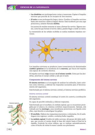 CIENCIAS DE LA NATURALEZA
• Las dendritas son prolongaciones cortas y numerosas. Captan el impulso
nervioso que procede de un receptor de otra neurona.
• El axón es una prolongación larga y única. Conduce el impulso nervioso
hasta otra neurona o hasta el órgano efector. Está recubierto por una capa
protectora y aislante llamada mielina.
Los axones de muchas neuronas se unen y forman los nervios. Algunos axo-
nes, como los que forman el nervio ciático, pueden llegar a medir un metro.
La transmisión de las señales recibidas se realiza mediante impulsos ner-
viosos.
[126 ] Módulo 3
Los impulsos nerviosos se producen como consecuencia de determinados
cambios químicos en la membrana de la neurona, que hacen del impulso
una especie de corriente eléctrica.
El impulso nervioso viaja siempre en el mismo sentido. Entra por las den-
dritas, atraviesa el cuerpo celular y sale por el axón.
Componentes del sistema nervioso
El sistema nervioso es el encargado de analizar los estímulos, tanto exter-
nos como internos, y elaborar las respuestas necesarias para el funciona-
miento del organismo.
Está formado por el sistema nervioso central y el sistema nervioso periférico.
Sistema nervioso central
El sistema nervioso central constituye el centro de control y coordinación
del organismo.
Es capaz de percibir estímulos y elaborar respuestas.
Está formado por el encéfalo y la médula espinal, que se encuentran prote-
gidos por el cráneo y la columna vertebral, respectivamente. Además, está
rodeado por las meninges, unas membranas protectoras con líquido entre
ellas, cuya función es amortiguar los golpes.
• El encéfalo. Elabora las respuestasconscientes y voluntarias. En él sedis-
tinguen tres regiones: cerebro, cerebeloy bulbo raquídeo.
• La médula espinal. Cordón de tejido nervioso, del grosor del dedo meñi-
que, que recorre el cuerpo desde la base del cráneo hasta el final de la
espalda. Controla los actos reflejos, que se realizan automáticamente,
como el hecho de retirar la mano cuando nos pinchamos.
 