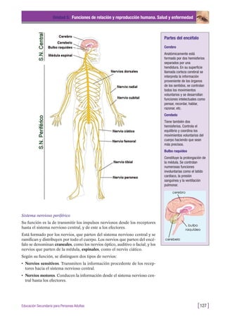 Sistema nervioso periférico
Su función es la de transmitir los impulsos nerviosos desde los receptores
hasta el sistema nervioso central, y de este a los efectores.
Está formado por los nervios, que parten del sistema nervioso central y se
ramifican y distribuyen por todo el cuerpo. Los nervios que parten del encé-
falo se denominan craneales, como los nervios óptico, auditivo o facial; y los
nervios que parten de la médula, espinales, como el nervio ciático.
Según su función, se distinguen dos tipos de nervios:
• Nervios sensitivos. Transmiten la información procedente de los recep-
tores hacia el sistema nervioso central.
• Nervios motores. Conducen la información desde el sistema nervioso cen-
tral hasta los efectores.
Unidad 5: Funciones de relación y reproducción humana. Salud y enfermedad
[127 ]Educación Secundaria para Personas Adultas
Partes del encéfalo
Cerebro
Anatómicamente está
formado por dos hemisferios
separados por una
hendidura. En su superficie
llamada corteza cerebral se
interpreta la información
proveniente de los órganos
de los sentidos, se controlan
todos los movimientos
voluntarios y se desarrollan
funciones intelectuales como
pensar, recordar, hablar,
razonar, etc.
Cerebelo
Tiene también dos
hemisferios. Controla el
equilibrio y coordina los
movimientos voluntarios del
cuerpo haciendo que sean
más precisos.
Bulbo raquídeo
Constituye la prolongación de
la médula. Se controlan
numerosas funciones
involuntarias como el latido
cardiaco, la presión
sanguínea y la ventilación
pulmonar.
 