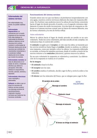 CIENCIAS DE LA NATURALEZA
Funcionamiento del sistema nervioso
Cuando oímos una voz que nos llama o al pincharnos inesperadamente con
una aguja, nuestros centros nerviosos elaboran dos tipos de respuesta dife-
rente. En el primer caso podemos mover la cabeza de una forma consciente
hacia el lugar de donde procede el sonido, y en el segundo retiramos rápi-
damente la mano de modo inconsciente. Los dos tipos de respuesta se ela-
boran en el sistema nervioso central, pero se hacen de manera diferente, una
de forma voluntaria y la otra de forma refleja.
Actos voluntarios
Mover la cabeza hacia el lugar de donde procede un sonido es un acto
voluntario. Todos los actos voluntarios, del más sencillo al más complejo, los
realizamos bajo el control del cerebro.
El estímulo recogido por el receptor, en este caso los oídos, se transmite por
los nervios sensitivos hasta llegar al cerebro, donde se analiza y se elabora
una respuesta, como por ejemplo volver la cabeza. La respuesta elaborada
es enviada, en forma de impulsos nerviosos, desde el cerebro a través de los
nervios motores a los músculos (efectores), quienes mueven la cabeza.
En un acto voluntario la respuesta es voluntaria y consciente. La elabora-
ción de la respuesta se realiza en el cerebro.
En la imagen:
• El estímulo visual es la flor.
• El receptor son los ojos.
• El cerebro analiza el estímulo, decide coger la flor y envía la orden a los
músculos.
• El efector son los músculos del brazo, que se alargan para coger la flor.
[128 ] Módulo 3
Enfermedades del
sistema nervioso
Son enfermedades muy
graves. Se pueden clasificar
en:
Enfermedades
degenerativas: se
caracterizan por la muerte
progresiva de las neuronas.
Entre ellas destacan la
enfermedad de Alzheimer
(debida al deterioro de las
neuronas de la corteza
cerebral), la enfermedad de
Parkinson (destrucción de las
neuronas que controlan los
movimientos involuntarios) y
la esclerosis múltiple
(destrucción de la mielina
que recubre los axones).
Enfermedades mentales: se
trata de alteraciones en el
estado de ánimo y trastornos
afectivos que alteran la
percepción. Entre ellas
destacan la esquizofrenia,
neurosis, psicosis, anorexia y
depresión.
Enfermedades infecciosas
como meningitis y
poliomielitis.
Epilepsia: se debe a que un
grupo de neuronas del
sistema nervioso produce
una descarga excesiva de
neurotransmisores
originando impulsos
nerviosos que trastornan las
funciones cerebrales.
 