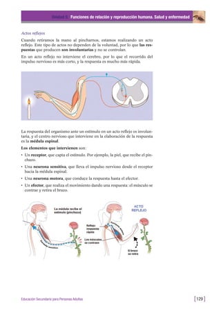 Actos reflejos
Cuando retiramos la mano al pincharnos, estamos realizando un acto
reflejo. Este tipo de actos no dependen de la voluntad, por lo que las res-
puestas que producen son involuntarias y no se controlan.
En un acto reflejo no interviene el cerebro, por lo que el recorrido del
impulso nervioso es más corto, y la respuesta es mucho más rápida.
Unidad 5: Funciones de relación y reproducción humana. Salud y enfermedad
[129 ]Educación Secundaria para Personas Adultas
La respuesta del organismo ante un estímulo en un acto reflejo es involun-
taria, y el centro nervioso que interviene en la elaboración de la respuesta
es la médula espinal.
Los elementos que intervienen son:
• Un receptor, que capta el estímulo. Por ejemplo, la piel, que recibe el pin-
chazo.
• Una neurona sensitiva, que lleva el impulso nervioso desde el receptor
hacia la médula espinal.
• Una neurona motora, que conduce la respuesta hasta el efector.
• Un efector, que realiza el movimiento dando una respuesta: el músculo se
contrae y retira el brazo.
 