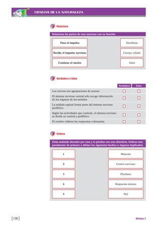 CIENCIAS DE LA NATURALEZA
Relaciona
[130 ] Módulo 3
Relaciona las partes de una neurona con su función
Pasa el impulso Dendritas
Cuerpo celular
Axón
Recibe el impulso nervioso
Contiene el núcleo
Verdadero o falso
FalsoVerdadero
Los nervios son agrupaciones de axones
El sistema nervioso central sólo recoge información
de los órganos de los sentidos
La médula espinal forma parte del sistema nervioso
periférico
Según las actividades que controle, el sistema nervioso
se divide en central y periférico
El cerebro elabora las respuestas voluntarias
Ordena
Estás andando descalzo por casa y te pinchas con una chincheta. Ordena tem-
poralmente de primero a último los siguientes hechos u órganos implicados
1 Músculo
2 Centro nervioso
3 Pinchazo
4 Respuesta motora
5 Piel
 