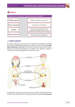 Relaciona
Unidad 5: Funciones de relación y reproducción humana. Salud y enfermedad
[131 ]Educación Secundaria para Personas Adultas
Relaciona cada elemento del sistema nervioso con su función
Médula espinal Elabora respuestas conscientes
Nervios sensitivos Controla los actos reflejos
Encéfalo
Transmiten la información de los
receptores al sistema nervioso central
Nervios motores
Conducen la información desde el sistema
nervioso central a los efectores
1.2. Sistema endocrino
El sistema endocrino u hormonal es un sistema de coordinación formado
por una serie de glándulas repartidas por todo el cuerpo, denominadas glán-
dulas endocrinas o glándulas de secreción interna, ya que vierten sus pro-
ductos de secreción directamente a la sangre. En la siguiente imagen se
muestran las principales glándulas de nuestro cuerpo.
Las glándulas endocrinas están formadas por células especializadas de tipo
secretor, que sintetizan unas sustancias químicas denominadas hormonas.
 