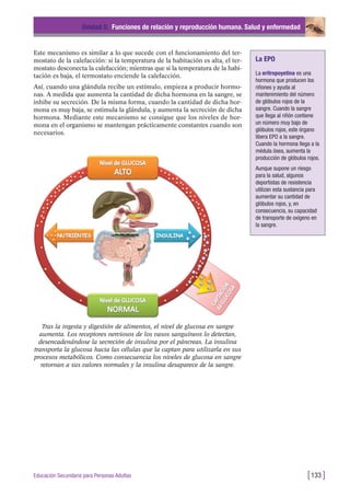 Este mecanismo es similar a lo que sucede con el funcionamiento del ter-
mostato de la calefacción: si la temperatura de la habitación es alta, el ter-
mostato desconecta la calefacción; mientras que si la temperatura de la habi-
tación es baja, el termostato enciende la calefacción.
Así, cuando una glándula recibe un estímulo, empieza a producir hormo-
nas. A medida que aumenta la cantidad de dicha hormona en la sangre, se
inhibe su secreción. De la misma forma, cuando la cantidad de dicha hor-
mona es muy baja, se estimula la glándula, y aumenta la secreción de dicha
hormona. Mediante este mecanismo se consigue que los niveles de hor-
mona en el organismo se mantengan prácticamente constantes cuando son
necesarios.
Unidad 5: Funciones de relación y reproducción humana. Salud y enfermedad
[133 ]Educación Secundaria para Personas Adultas
Tras la ingesta y digestión de alimentos, el nivel de glucosa en sangre
aumenta. Los receptores nerviosos de los vasos sanguíneos lo detectan,
desencadenándose la secreción de insulina por el páncreas. La insulina
transporta la glucosa hacia las células que la captan para utilizarla en sus
procesos metabólicos. Como consecuencia los niveles de glucosa en sangre
retornan a sus valores normales y la insulina desaparece de la sangre.
La EPO
La eritropoyetina es una
hormona que producen los
riñones y ayuda al
mantenimiento del número
de glóbulos rojos de la
sangre. Cuando la sangre
que llega al riñón contiene
un número muy bajo de
glóbulos rojos, este órgano
libera EPO a la sangre.
Cuando la hormona llega a la
médula ósea, aumenta la
producción de glóbulos rojos.
Aunque supone un riesgo
para la salud, algunos
deportistas de resistencia
utilizan esta sustancia para
aumentar su cantidad de
glóbulos rojos, y, en
consecuencia, su capacidad
de transporte de oxígeno en
la sangre.
 