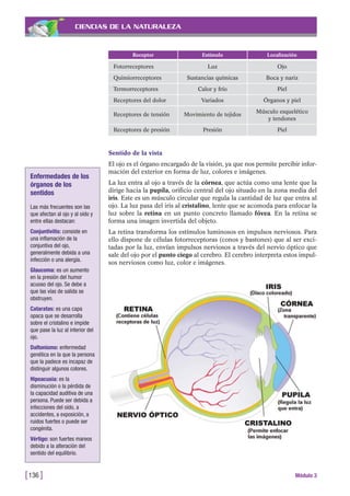 CIENCIAS DE LA NATURALEZA
Sentido de la vista
El ojo es el órgano encargado de la visión, ya que nos permite percibir infor-
mación del exterior en forma de luz, colores e imágenes.
La luz entra al ojo a través de la córnea, que actúa como una lente que la
dirige hacia la pupila, orificio central del ojo situado en la zona media del
iris. Este es un músculo circular que regula la cantidad de luz que entra al
ojo. La luz pasa del iris al cristalino, lente que se acomoda para enfocar la
luz sobre la retina en un punto concreto llamado fóvea. En la retina se
forma una imagen invertida del objeto.
La retina transforma los estímulos luminosos en impulsos nerviosos. Para
ello dispone de células fotorreceptoras (conos y bastones) que al ser exci-
tadas por la luz, envían impulsos nerviosos a través del nervio óptico que
sale del ojo por el punto ciego al cerebro. El cerebro interpreta estos impul-
sos nerviosos como luz, color e imágenes.
[136 ] Módulo 3
Receptor Estímulo Localización
Fotorreceptores Luz Ojo
Quimiorreceptores Sustancias químicas Boca y nariz
Termorreceptores Calor y frío Piel
Receptores del dolor Variados Órganos y piel
Receptores de tensión Movimiento de tejidos
Músculo esquelético
y tendones
Receptores de presión Presión Piel
Enfermedades de los
órganos de los
sentidos
Las más frecuentes son las
que afectan al ojo y al oído y
entre ellas destacan:
Conjuntivitis: consiste en
una inflamación de la
conjuntiva del ojo,
generalmente debida a una
infección o una alergía.
Glaucoma: es un aumento
en la presión del humor
acuoso del ojo. Se debe a
que las vías de salida se
obstruyen.
Cataratas: es una capa
opaca que se desarrolla
sobre el cristalino e impide
que pase la luz al interior del
ojo.
Daltonismo: enfermedad
genética en la que la persona
que la padece es incapaz de
distinguir algunos colores.
Hipoacusia: es la
disminución o la pérdida de
la capacidad auditiva de una
persona. Puede ser debida a
infecciones del oído, a
accidentes, a exposición, a
ruidos fuertes o puede ser
congénita.
Vértigo: son fuertes mareos
debido a la alteración del
sentido del equilibrio.
 