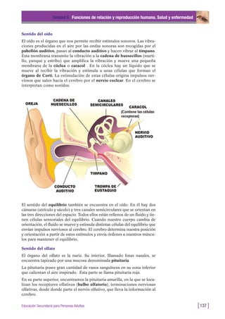 Sentido del oído
El oído es el órgano que nos permite recibir estímulos sonoros. Las vibra-
ciones producidas en el aire por las ondas sonoras son recogidas por el
pabellón auditivo, pasan al conducto auditivo y hacen vibrar al tímpano.
Esta membrana transmite la vibración a la cadena de huesecillos (marti-
llo, yunque y estribo) que amplifica la vibración y mueve una pequeña
membrana de la cóclea o caracol . En la cóclea hay un líquido que se
mueve al recibir la vibración y estímula a unas células que forman el
órgano de Corti. La estimulación de estas células origina impulsos ner-
viosos que salen hacia el cerebro por el nervio coclear. En el cerebro se
interpretan como sonidos.
Unidad 5: Funciones de relación y reproducción humana. Salud y enfermedad
[137 ]Educación Secundaria para Personas Adultas
El sentido del equilibrio también se encuentra en el oído. En él hay dos
cámaras (utrículo y sáculo) y tres canales semicirculares que se orientan en
las tres direcciones del espacio. Todos ellos están rellenos de un fluido y tie-
nen células sensoriales del equilibrio. Cuando nuestro cuerpo cambia de
orientación, el fluido se mueve y estimula distintas células del equilibrio que
envían impulsos nerviosos al cerebro. El cerebro determina nuestra posición
y orientación a partir de estos estímulos y envía órdenes a nuestros múscu-
los para mantener el equilibrio.
Sentido del olfato
El órgano del olfato es la nariz. Su interior, lllamado fosas nasales, se
encuentra tapizado por una mucosa denominada pituitaria.
La pituitaria posee gran cantidad de vasos sanguíneos en su zona inferior
que calientan el aire inspirado. Esta parte se llama pituitaria roja.
En su parte superior, encontramos la pituitaria amarilla, en la que se loca-
lizan los receptores olfativos (bulbo olfatorio), terminaciones nerviosas
olfativas, desde donde parte el nervio olfativo, que lleva la información al
cerebro.
 