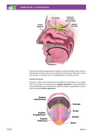 CIENCIAS DE LA NATURALEZA
Cuando las partículas gaseosas de cualquier sustancia llegan hasta estas ter-
minaciones nerviosas, provocan un impulso nervioso que viaja hasta el cere-
bro, donde se convierte en la correspondiente sensación de olor.
Sentido del gusto
El gusto o sabor de las sustancias lo percibimos en la lengua. En la super-
ficie de la lengua se encuentran las papilas gustativas, unos salientes de
varios milímetros, que contienen las células receptoras, agrupadas en estruc-
turas llamadas botones gustativos.
[138 ] Módulo 3
 