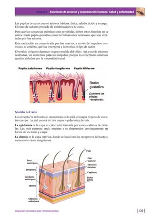 Las papilas detectan cuatro sabores básicos: dulce, salado, ácido y amargo.
El resto de sabores procede de combinaciones de estos.
Para que las sustancias químicas sean percibidas, deben estar disueltas en la
saliva. Cada papila gustativa posee terminaciones nerviosas, que son exci-
tadas por los sabores.
Esta excitación es comunicada por los nervios, a través de impulsos ner-
viosos, al cerebro, que los interpreta e identifica el tipo de sabor.
El sentido del gusto depende en gran medida del olfato. Así, cuando estamos
resfriados, los alimentos parecen insípidos, porque los receptores olfativos
quedan aislados por la mucosidad nasal.
Unidad 5: Funciones de relación y reproducción humana. Salud y enfermedad
[139 ]Educación Secundaria para Personas Adultas
Sentido del tacto
Los receptores del tacto se encuentran en la piel, el mayor órgano de nues-
tro cuerpo. La piel consta de dos capas: epidermis y dermis.
La epidermis es la capa exterior, está formada por varios estratos de célu-
las. Las más externas están muertas y se desprenden continuamente en
forma de escamas y caspa.
La dermis es la capa interior, donde se localizan los receptores del tacto y
numerosos vasos sanguíneos.
 