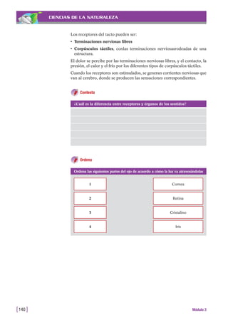 CIENCIAS DE LA NATURALEZA
Los receptores del tacto pueden ser:
• Terminaciones nerviosas libres
• Corpúsculos táctiles, conlas terminaciones nerviosasrodeadas de una
estructura.
El dolor se percibe por las terminaciones nerviosas libres, y el contacto, la
presión, el calor y el frío por los diferentes tipos de corpúsculos táctiles.
Cuando los receptores son estimulados, se generan corrientes nerviosas que
van al cerebro, donde se producen las sensaciones correspondientes.
Contesta
[140 ] Módulo 3
¿Cuál es la diferencia entre receptores y órganos de los sentidos?
Ordena las siguientes partes del ojo de acuerdo a cómo la luz va atravesándolas
1 Cornea
2 Retina
3 Cristalino
4 Iris
Ordena
 