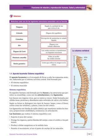 Relaciona
Unidad 5: Funciones de relación y reproducción humana. Salud y enfermedad
[141 ]Educación Secundaria para Personas Adultas
Relaciona cada una de las siguientes estructuras sensoriales con su función
Tímpano
Regula la cantidad de luz
que entra al ojo
Utrículo Órgano del equilibrio
Cristalino
Percepción de sustancias en estado
líquido
Iris
Órgano con
células olfatorias
Órgano de Corti
Las ondas sonoras se transforman
en impulsos nerviosos
Pituitaria amarilla
Vibra al recibir
las ondas sonoras
Botón gustativo
Lente que enfoca la imagen en la
retina
1.4. Aparato locomotor Sistema esquelético
El aparato locomotor es el encargado de llevar a cabo las respuestas moto-
ras, elaboradas por el sistema nervioso central. Está formado por:
• El sistema esquelético
• El sistema muscular
Sistema esquelético
El esqueleto humano está formado por los huesos y las estructuras que per-
miten su ensamblaje, como son las articulaciones y los ligamentos.
Los huesos son órganos vivos, que se nutren y crecen. Están formados por
células óseas, proteínas y abundantes sales minerales de calcio y de fósforo.
Según su forma se distinguen tres tipos de huesos: largos, como el fémur,
cortos como las vértebras, y planos, como los del cráneo.
Los ligamentos son bandas de tejido elástico que mantienen unidos los hue-
sos y proporcionan estabilidad y resistencia a la articulación.
Las funciones que realiza el sistema esquelético son:
• Soporta el peso del cuerpo
• Protege los órganos y partes blandas del cuerpo, como el cerebro o los pul-
mones.
• Produce células sanguíneas en la médula ósea.
• Permite el movimiento, al ser el punto de anclaje de los músculos.
La columna vertebral
 