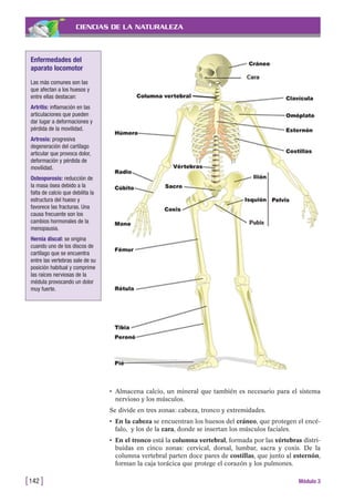 CIENCIAS DE LA NATURALEZA
• Almacena calcio, un mineral que también es necesario para el sistema
nervioso y los músculos.
Se divide en tres zonas: cabeza, tronco y extremidades.
• En la cabeza se encuentran los huesos del cráneo, que protegen el encé-
falo, y los de la cara, donde se insertan los músculos faciales.
• En el tronco está la columna vertebral, formada por las vértebras distri-
buidas en cinco zonas: cervical, dorsal, lumbar, sacra y coxis. De la
columna vertebral parten doce pares de costillas, que junto al esternón,
forman la caja torácica que protege el corazón y los pulmones.
[142 ] Módulo 3
Enfermedades del
aparato locomotor
Las más comunes son las
que afectan a los huesos y
entre ellas destacan:
Artritis: inflamación en las
articulaciones que pueden
dar lugar a deformaciones y
pérdida de la movilidad.
Artrosis: progresiva
degeneración del cartílago
articular que provoca dolor,
deformación y pérdida de
movilidad.
Osteoporosis: reducción de
la masa ósea debido a la
falta de calcio que debilita la
estructura del hueso y
favorece las fracturas. Una
causa frecuente son los
cambios hormonales de la
menopausia.
Hernia discal: se origina
cuando uno de los discos de
cartílago que se encuentra
entre las vertebras sale de su
posición habitual y comprime
las raíces nerviosas de la
médula provocando un dolor
muy fuerte.
 