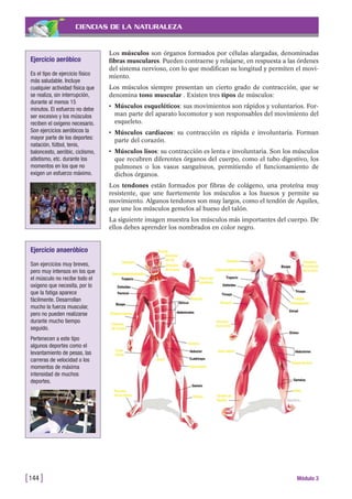 CIENCIAS DE LA NATURALEZA
Los músculos son órganos formados por células alargadas, denominadas
fibras musculares. Pueden contraerse y relajarse, en respuesta a las órdenes
del sistema nervioso, con lo que modifican su longitud y permiten el movi-
miento.
Los músculos siempre presentan un cierto grado de contracción, que se
denomina tono muscular . Existen tres tipos de músculos:
• Músculos esqueléticos: sus movimientos son rápidos y voluntarios. For-
man parte del aparato locomotor y son responsables del movimiento del
esqueleto.
• Músculos cardiacos: su contracción es rápida e involuntaria. Forman
parte del corazón.
• Músculos lisos: su contracción es lenta e involuntaria. Son los músculos
que recubren diferentes órganos del cuerpo, como el tubo digestivo, los
pulmones o los vasos sanguíneos, permitiendo el funcionamiento de
dichos órganos.
Los tendones están formados por fibras de colágeno, una proteína muy
resistente, que une fuertemente los músculos a los huesos y permite su
movimiento. Algunos tendones son muy largos, como el tendón de Aquiles,
que une los músculos gemelos al hueso del talón.
La siguiente imagen muestra los músculos más importantes del cuerpo. De
ellos debes aprender los nombrados en color negro.
[144 ] Módulo 3
Ejercicio aeróbico
Es el tipo de ejercicio físico
más saludable. Incluye
cualquier actividad física que
se realiza, sin interrupción,
durante al menos 15
minutos. El esfuerzo no debe
ser excesivo y los músculos
reciben el oxígeno necesario.
Son ejercicios aeróbicos la
mayor parte de los deportes:
natación, fútbol, tenis,
baloncesto, aeróbic, ciclismo,
atletismo, etc. durante los
momentos en los que no
exigen un esfuerzo máximo.
Ejercicio anaeróbico
Son ejercicios muy breves,
pero muy intensos en los que
el músculo no recibe todo el
oxígeno que necesita, por lo
que la fatiga aparece
fácilmente. Desarrollan
mucho la fuerza muscular,
pero no pueden realizarse
durante mucho tiempo
seguido.
Pertenecen a este tipo
algunos deportes como el
levantamiento de pesas, las
carreras de velocidad o los
momentos de máxima
intensidad de muchos
deportes.
 