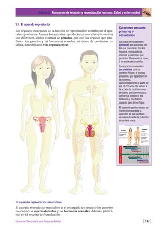 Unidad 5: Funciones de relación y reproducción humana. Salud y enfermedad
[147 ]Educación Secundaria para Personas Adultas
Caracteres sexuales
primarios y
secundarios
Los caracteres sexuales
primarios son aquellos con
los que nacemos. Son los
órganos reproductores
internos y externos, que
permiten diferenciar al nacer,
a un varón de una niña.
Los caracteres sexuales
secundarios son los
cambios físicos, e incluso
psíquicos, que aparecen en
la pubertad,
aproximadamente a partir de
los 10-12 años. Se deben a
la acción de las hormonas
sexuales, que comienzan a
activar los ovarios y los
testículos y nos hacen
capaces para tener hijos.
El siguiente gráfico ilustra de
manera comparada la
aparición de los cambios
sexuales durante la pubertad
en ambos sexos.
El aparato reproductor masculino
El aparato reproductor masculino es el encargado de producir los gametos
masculinos o espermatozoides y las hormonas sexuales. Además, partici-
pan en el proceso de fecundación.
2.1. El aparato reproductor
Los órganos encargados de la función de reproducción constituyen el apa-
rato reproductor. Aunque los aparatos reproductores masculino y femenino
son diferentes, ambos constan de gónadas, que son los órganos que pro-
ducen los gametos y las hormonas sexuales, así como de conductos de
salida, denominados vías reproductoras.
 