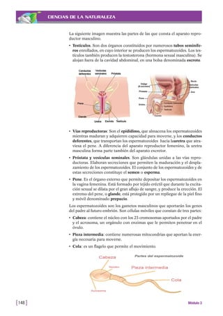 CIENCIAS DE LA NATURALEZA
• Vías reproductoras: Son el epidídimo, que almacena los espermatozoides
mientras maduran y adquieren capacidad para moverse, y los conductos
deferentes, que transportan los espermatozoides hacia lauretra que atra-
viesa el pene. A diferencia del aparato reproductor femenino, la uretra
masculina forma parte también del aparato excretor.
• Próstata y vesículas seminales. Son glándulas unidas a las vías repro-
ductoras. Elaboran secreciones que permiten la maduración y el despla-
zamiento de los espermatozoides. El conjunto de los espermatozoides y de
estas secreciones constituye el semen o esperma.
• Pene. Es el órgano externo que permite depositar los espermatozoides en
la vagina femenina. Está formado por tejido eréctil que durante la excita-
ción sexual se dilata por el gran aflujo de sangre, y produce la erección. El
extremo del pene, o glande, está protegido por un repliegue de la piel fino
y móvil denominado prepucio.
Los espermatozoides son los gametos masculinos que aportarán los genes
del padre al futuro embrión. Son células móviles que constan de tres partes:
• Cabeza: contiene el núcleo con los 23 cromosomas aportados por el padre
y el acrosoma, un orgánulo con enzimas que le permiten penetrar en el
óvulo.
• Pieza intermedia: contiene numerosas mitocondrias que aportan la ener-
gía necesaria para moverse.
• Cola: es un flagelo que permite el movimiento.
[148 ] Módulo 3
La siguiente imagen muestra las partes de las que consta el aparato repro-
ductor masculino.
• Testículos. Son dos órganos constituidos por numerosos tubos seminífe-
ros enrollados, en cuyo interior se producen los espermatozoides. Los tes-
tículos también producen la testosterona (hormona sexual masculina). Se
alojan fuera de la cavidad abdominal, en una bolsa denominada escroto.
 