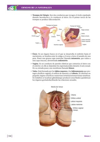 CIENCIAS DE LA NATURALEZA
• Útero. Es un órgano hueco en el que se desarrolla el embrión hasta el
nacimiento; se localiza entre la vejiga y el recto y tiene el tamaño de una
pera. Posee una gruesa capa muscular, llamada miometrio, que rodea a
una capa mucosa, denominada endometrio.
• Vagina. Es un conducto de paredes elásticas que comunica el útero con
el exterior; en ella se depositan los espermatozoides durante el acto sexual.
En su entrada posee una membrana llamada himen.
• Vulva. Está formada por los labios mayores y los labiosmenores que pro-
tegen elorificio vaginal, el orificio de lauretra y el clítoris. El clítorises un
pequeño órgano eréctilcon numerosas terminacionesnerviosas sensitivas.
En loslabios se localizan glándulasque producen unos fluidos quelubrican
los órganos genitalesfacilitando las relaciones sexuales.
[150 ] Módulo 3
• Trompas de Falopio. Son dos conductos que recogen el óvulo expulsado
durante laovulación y lo conducen al útero. En el primer tercio de las
trompas se produce lafecundación.
 