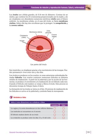 Son inmóviles y se desplazan gracias a los movimientos de las trompas. Pue-
den permanecer vivos entre uno y dos días.
Los óvulos se producen en los ovarios, en unas estructuras redondeadas lla-
madas folículos. Los ovarios contienen numerosos folículos en distintos
estados de maduración. A partir de la pubertad y por la acción de las hor-
monas, se produce el crecimiento y la maduración de un folículo cada mes.
Cuando el folículo está maduro se rompe y libera el óvulo. Este proceso se
denomina trompa de Falopio hasta el útero.
La formación de los óvulos se inicia en el feto. El proceso de maduración de
los folículos se activa en la pubertad y continúa hasta la menopausia.
Verdadero o falso
Unidad 5: Funciones de relación y reproducción humana. Salud y enfermedad
[151 ]Educación Secundaria para Personas Adultas
Los óvulos son células grandes, de 0.14 mm de diámetro. Constan de un
núcleo, que contiene los 23 cromosomas proporcionados por la madre, y de
un citoplasma con abundantes sustancias nutritivas (vitelo) para el futuro
embrión. La membrana celular, en el caso del óvulo, se llama membrana
vitelina. Sobre ella hay dos envolturas que la protegen: la zonapelúcida y
la corona radiata.
Las partes del óvulo
FalsoVerdadero
La vagina y la uretra desembocan en dos orificios distintos
Los testículos se encuentran en el escroto
El folículo madura dentro de un óvulo
La ovulación se produce entre los días 13 y 15 del ciclo
Indica si estas afirmaciones son verdaderas o falsas
 