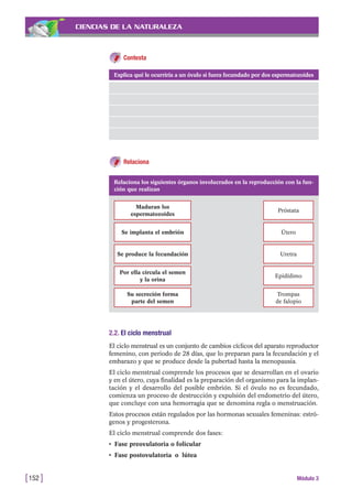 CIENCIAS DE LA NATURALEZA
Relaciona
[152 ] Módulo 3
Contesta
Explica qué le ocurriría a un óvulo si fuera fecundado por dos espermatozoides
Relaciona los siguientes órganos involucrados en la reproducción con la fun-
ción que realizan
Maduran los
espermatozoides
Próstata
Se implanta el embrión Útero
Se produce la fecundación Uretra
Por ella circula el semen
y la orina
Epidídimo
Su secreción forma
parte del semen
Trompas
de falopio
2.2. El ciclo menstrual
El ciclo menstrual es un conjunto de cambios cíclicos del aparato reproductor
femenino, con periodo de 28 días, que lo preparan para la fecundación y el
embarazo y que se produce desde la pubertad hasta la menopausia.
El ciclo menstrual comprende los procesos que se desarrollan en el ovario
y en el útero, cuya finalidad es la preparación del organismo para la implan-
tación y el desarrollo del posible embrión. Si el óvulo no es fecundado,
comienza un proceso de destrucción y expulsión del endometrio del útero,
que concluye con una hemorragia que se denomina regla o menstruación.
Estos procesos están regulados por las hormonas sexuales femeninas: estró-
genos y progesterona.
El ciclo menstrual comprende dos fases:
• Fase preovulatoria o folicular
• Fase postovulatoria o lútea
 