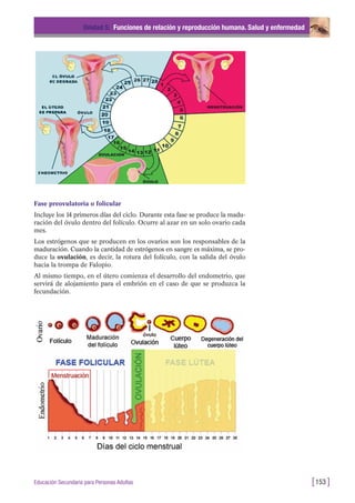 Fase preovulatoria o folicular
Incluye los 14 primeros días del ciclo. Durante esta fase se produce la madu-
ración del óvulo dentro del folículo. Ocurre al azar en un solo ovario cada
mes.
Los estrógenos que se producen en los ovarios son los responsables de la
maduración. Cuando la cantidad de estrógenos en sangre es máxima, se pro-
duce la ovulación, es decir, la rotura del folículo, con la salida del óvulo
hacia la trompa de Falopio.
Al mismo tiempo, en el útero comienza el desarrollo del endometrio, que
servirá de alojamiento para el embrión en el caso de que se produzca la
fecundación.
Unidad 5: Funciones de relación y reproducción humana. Salud y enfermedad
[153 ]Educación Secundaria para Personas Adultas
 