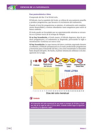 Contesta
CIENCIAS DE LA NATURALEZA
Fase postovulatoria o lútea
Comprende del día 15 al 28 del ciclo.
El folículo, tras la expulsión del óvulo, se rellena de una sustancia amarilla
y produce progesterona, que favorece el crecimiento del endometrio.
Cuando el nivel de progesterona es máximo, el endometrio está completa-
mente desarrollado y contiene abundantes vasos sanguíneos para nutrir al
futuro embrión.
El óvulo puede ser fecundado por un espermatozoide mientras se encuen-
tra en el primer tercio de la trompa de Falopio.
Si no hay fecundación, el óvulo muere; el folículo degenera, deja de pro-
ducir progesterona y el endometrio se desprende, provocando la regla o
menstruación. Comienza un nuevo ciclo.
Si hay fecundación, la capa interna del útero continúa engrosada durante
el embarazo, el folículo permanecerá en el ovario produciendo progesterona
y hormonas para el desarrollo del feto, y los ciclos menstruales se detendrán
hasta después del parto. De hecho, el primer síntoma de embarazo es la des-
aparición de la regla.
[154 ] Módulo 3
Si la duración del ciclo menstrual de una mujer es siempre de 28 días y el pri-
mer día de la regla ha sido el 10 de abril, ¿cuándo tendrá lugar la siguiente
ovulación y la siguiente regla?
 