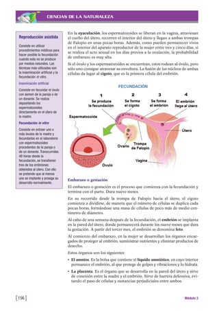 CIENCIAS DE LA NATURALEZA
En la eyaculación, los espermatozoides se liberan en la vagina, atraviesan
el cuello del útero, recorren el interior del útero y llegan a ambas trompas
de Falopio en unas pocas horas. Además, como pueden permanecer vivos
en el interior del aparato reproductor de la mujer entre tres y cinco días, si
se realiza el acto sexual en los días previos a la ovulación, la probabilidad
de embarazo es muy alta.
Si el óvulo y los espermatozoides se encuentran, estos rodean al óvulo, pero
sólo uno consigue atravesar su envoltura. La fusión de los núcleos de ambas
células da lugar al cigoto, que es la primera célula del embrión.
[156 ] Módulo 3
Reproducción asistida
Consiste en utilizar
procedimientos médicos para
hacer posible la fecundación
cuando esta no se produce
por medios naturales. Las
técnicas más utilizadas son
la inseminación artificial y la
fecundación in vitro.
Inseminación artificial
Consiste en fecundar el óvulo
con semen de la pareja o de
un donante. Se realiza
depositando los
espermatozoides
directamente en el útero de
la madre.
Fecundación in vitro
Consiste en extraer uno o
más óvulos de la madre y
fecundarlos en el laboratorio
con espermatozoides
procedentes de la pareja o
de un donante. Transcurridas
48 horas desde la
fecundación, se transfieren
tres de los embriones
obtenidos al útero. Con ello
se pretende que al menos
uno se implante y prosiga su
desarrollo normalmente.
Embarazo o gestación
El embarazo o gestación es el proceso que comienza con la fecundación y
termina con el parto. Dura nueve meses.
En su recorrido desde la trompa de Falopio hacia el útero, el cigoto
comienza a dividirse, de manera que el número de células se duplica cada
pocas horas, formándose una masa de células de poco más de medio cen-
tímetro de diámetro.
Al cabo de una semana después de la fecundación, el embrión se implanta
en la pared del útero, donde permanecerá durante los nueve meses que dura
la gestación. A partir del tercer mes, el embrión se denomina feto.
Al comienzo del embarazo, en la mujer se desarrollan los órganos encar-
gados de proteger al embrión, suministrar nutrientes y eliminar productos de
desecho.
Estos órganos son los siguientes:
• El amnios. Es la bolsa que contiene el líquido amniótico, en cuyo interior
permanece el embrión, al que protege de golpes y vibraciones y lo hidrata.
• La placenta. Es el órgano que se desarrolla en la pared del útero y sirve
de conexión entre la madre y el embrión. Sirve de barrera defensiva, evi-
tando el paso de células y sustancias perjudiciales entre ambos.
 