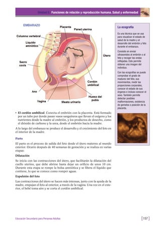 • El cordón umbilical. Conecta el embrión con la placenta. Está formado
por un tubo por donde pasan vasos sanguíneos que llevan el oxígeno y los
nutrientes desde la madre al embrión, y los productos de desecho, como
el dióxido de carbono y la urea, desde el embrión hacia la madre.
A lo largo del embarazo se produce el desarrollo y el crecimiento del feto en
el interior de la madre.
Parto
El parto es el proceso de salida del feto desde el útero materno al mundo
exterior. Ocurre después de 40 semanas de gestación y se realiza en varias
etapas:
Dilatación
Se inicia con las contracciones del útero, que facilitarán la dilatación del
cuello uterino, que debe abrirse hasta dejar un orificio de unos 10 cm.
Durante esta etapa se rompe la bolsa amniótica y se libera el líquido que
contiene, lo que se conoce como romper aguas.
Expulsión del feto
Las contracciones del útero se hacen más intensas, junto con la ayuda de la
madre, empujan el feto al exterior, a través de la vagina. Una vez en el exte-
rior, el bebé toma aire y se corta el cordón umbilical.
Unidad 5: Funciones de relación y reproducción humana. Salud y enfermedad
[157 ]Educación Secundaria para Personas Adultas
La ecografía
Es una técnica que se usa
para visualizar el estado de
salud de la madre y el
desarrollo del embrión y feto
durante el embarazo.
Consiste en enviar
ultrasonidos al embrión o al
feto y recoger las ondas
reflejadas. Esto permite
obtener una imagen del
individuo.
Con las ecografías se puede
comprobar el grado de
madurez del feto, sus
movimientos, medir las
proporciones corporales,
conocer el estado de sus
órganos e incluso conocer el
sexo. También permite
detectar posibles
malformaciones, existencia
de gemelos o posición de la
placenta.
 