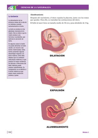 CIENCIAS DE LA NATURALEZA
[158 ] Módulo 3
La lactancia
La alimentación de los
primeros meses de la vida de
un individuo consiste
exclusivamente en leche.
La leche se produce en las
glándulas mamarias de la
madre. Esto se debe a que la
madre produce una
hormona, la prolactina, que
estimula la secreción de
leche.
En algunos casos la madre
no puede alimentar al recién
nacido y se recurre a las
leches maternizadas. Estas
leches presentan algunas
desventajas respecto a la
leche materna. Entre ellas
destaca que no contienen
anticuerpos maternos, lo que
produce la mayor incidencia
de diarreas e infecciones del
bebé. Además puede
producir estreñimiento. Su
composición no es idéntica a
la leche materna ya que
posee mayor proporción
proteica y grasa.
Alumbramiento
Después del nacimiento, el útero expulsa la placenta, junto con los restos
que quedan. Para ello, se reanudan las contracciones del útero.
El bebé al nacer tiene un tamaño medio de 50 cm y pesa alrededor de 3 kg.
 