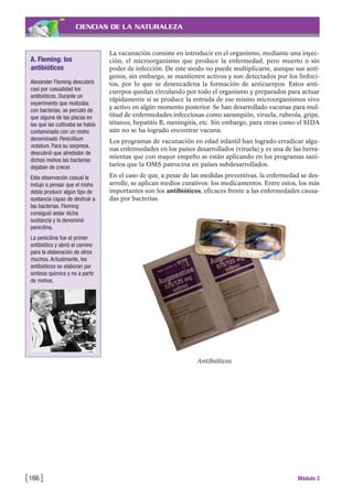 CIENCIAS DE LA NATURALEZA
La vacunación consiste en introducir en el organismo, mediante una inyec-
ción, el microorganismo que produce la enfermedad, pero muerto o sin
poder de infección. De este modo no puede multiplicarse, aunque sus antí-
genos, sin embargo, se mantienen activos y son detectados por los linfoci-
tos, por lo que se desencadena la formación de anticuerpos. Estos anti-
cuerpos quedan circulando por todo el organismo y preparados para actuar
rápidamente si se produce la entrada de ese mismo microorganismos vivo
y activo en algún momento posterior. Se han desarrollado vacunas para mul-
titud de enfermedades infecciosas como sarampión, viruela, rubeola, gripe,
tétanos, hepatitis B, meningitis, etc. Sin embargo, para otras como el SIDA
aún no se ha logrado encontrar vacuna.
Los programas de vacunación en edad infantil han logrado erradicar algu-
nas enfermedades en los países desarrollados (viruela) y es una de las herra-
mientas que con mayor empeño se están aplicando en los programas sani-
tarios que la OMS patrocina en países subdesarrollados.
En el caso de que, a pesar de las medidas preventivas, la enfermedad se des-
arrolle, se aplican medios curativos: los medicamentos. Entre estos, los más
importantes son los antibióticos, eficaces frente a las enfermedades causa-
das por bacterias.
[166 ] Módulo 3
Antibióticos
A. Fleming: los
antibióticos
Alexander Fleming descubrió
casi por casualidad los
antibióticos. Durante un
experimento que realizaba
con bacterias, se percató de
que alguna de las placas en
las que las cultivaba se había
contaminado con un moho
denominado Penicillium
notatum. Para su sorpresa,
descubrió que alrededor de
dichos mohos las bacterias
dejaban de crecer.
Esta observación casual le
indujo a pensar que el moho
debía producir algún tipo de
sustancia capaz de destruir a
las bacterias. Fleming
consiguió aislar dicha
sustancia y la denominó
penicilina.
La penicilina fue el primer
antibiótico y abrió el camino
para la elaboración de otros
muchos. Actualmente, los
antibióticos se elaboran por
síntesis química y no a partir
de mohos.
 