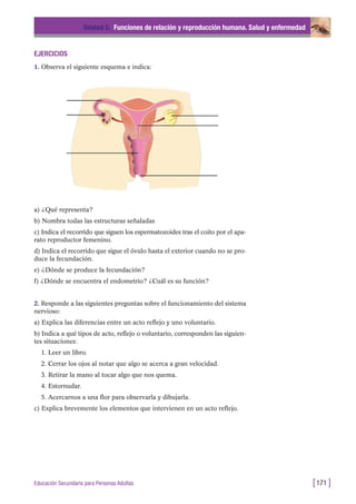 EJERCICIOS
1. Observa el siguiente esquema e indica:
Unidad 5: Funciones de relación y reproducción humana. Salud y enfermedad
[171 ]Educación Secundaria para Personas Adultas
a) ¿Qué representa?
b) Nombra todas las estructuras señaladas
c) Indica el recorrido que siguen los espermatozoides tras el coito por el apa-
rato reproductor femenino.
d) Indica el recorrido que sigue el óvulo hasta el exterior cuando no se pro-
duce la fecundación.
e) ¿Dónde se produce la fecundación?
f) ¿Dónde se encuentra el endometrio? ¿Cuál es su función?
2. Responde a las siguientes preguntas sobre el funcionamiento del sistema
nervioso:
a) Explica las diferencias entre un acto reflejo y uno voluntario.
b) Indica a qué tipos de acto, reflejo o voluntario, corresponden las siguien-
tes situaciones:
1. Leer un libro.
2. Cerrar los ojos al notar que algo se acerca a gran velocidad.
3. Retirar la mano al tocar algo que nos quema.
4. Estornudar.
5. Acercarnos a una flor para observarla y dibujarla.
c) Explica brevemente los elementos que intervienen en un acto reflejo.
 