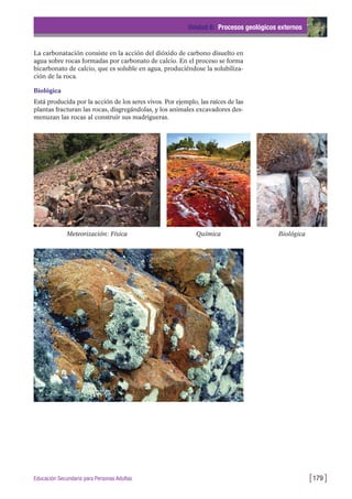 La carbonatación consiste en la acción del dióxido de carbono disuelto en
agua sobre rocas formadas por carbonato de calcio. En el proceso se forma
bicarbonato de calcio, que es soluble en agua, produciéndose la solubiliza-
ción de la roca.
Biológica
Está producida por la acción de los seres vivos. Por ejemplo, las raíces de las
plantas fracturan las rocas, disgregándolas, y los animales excavadores des-
menuzan las rocas al construir sus madrigueras.
Unidad 6: Procesos geológicos externos
[179 ]Educación Secundaria para Personas Adultas
Meteorización: Física Química Biológica
 