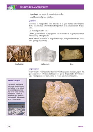 CIENCIAS DE LA NATURALEZA
• Areniscas, con grano de tamaño intermedio.
• Arcillas, con el grano más fino.
Químicas
Se forman al precipitar las sales disueltas en el agua cuando cambia alguna
de las condiciones, sobre todo la temperatura o la concentración de esas
sales.
Las más importantes son:
Calizas, que se forman al precipitar la caliza disuelta en el agua (travertinos,
estalactitas y estalagmitas).
Rocas salinas: se forman al evaporarse el agua de lagunas interiores o cos-
teras (yeso y sal común).
[186 ] Módulo 3
Salinas costeras
Las rocas de precipitación
química se pueden obtener
con facilidad en las salinas,
pequeñas lagunas junto al
mar en las que se embalsa
agua salada. Cuando se
evapora el agua, queda un
resto de sales, que se secan
al sol y comercializan.
Estalactitas Sal común Yeso
Organógenas
Se producen a partir de restos de seres vivos tales como moluscos, algas, etc,
que van al fondo y forman parte del lodo que al desecarse los depósitos de
agua y compactarse se transforma en rocas, generalmente calizas.
 