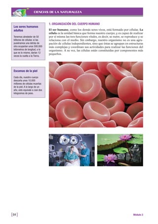 CIENCIAS DE LA NATURALEZA
1. ORGANIZACIÓN DEL CUERPO HUMANO
El ser humano, como los demás seres vivos, está formado por células. La
célula es la unidad básica que forma nuestro cuerpo, y es capaz de realizar
por sí misma las tres funciones vitales, es decir, se nutre, se reproduce y se
relaciona con el medio. Sin embargo, nuestro organismo no es una agru-
pación de células independientes, sino que éstas se agrupan en estructuras
más complejas y coordinan sus actividades para realizar las funciones del
organismo. A su vez, las células están constituidas por componentes más
pequeños.
[84 ] Módulo 3
Los seres humanos
adultos
Tenemos alrededor de 50
billones de células: si las
pusiéramos una detrás de
otra ocuparían unos 500.000
kilómetros de longitud, o lo
que es lo mismo, darían 12
veces la vuelta a la Tierra.
Escamas de la piel
Cada día, nuestro cuerpo
descarta unos 10.000
millones de células muertas
de la piel. A lo largo de un
año, esto equivale a casi dos
kilogramos de peso.
 