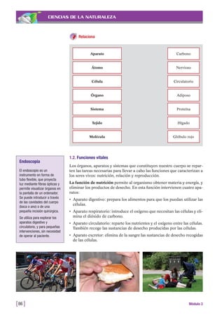 CIENCIAS DE LA NATURALEZA
Relaciona
[86 ] Módulo 3
Aparato Carbono
Átomo Nervioso
Célula Circulatorio
Órgano Adiposo
Sistema Proteína
Tejido
Molécula
Hígado
Glóbulo rojo
1.2. Funciones vitales
Los órganos, aparatos y sistemas que constituyen nuestro cuerpo se repar-
ten las tareas necesarias para llevar a cabo las funciones que caracterizan a
los seres vivos: nutrición, relación y reproducción.
La función de nutrición permite al organismo obtener materia y energía, y
eliminar los productos de desecho. En esta función intervienen cuatro apa-
ratos:
• Aparato digestivo: prepara los alimentos para que los puedan utilizar las
células.
• Aparato respiratorio: introduce el oxígeno que necesitan las células y eli-
mina el dióxido de carbono.
• Aparato circulatorio: reparte los nutrientes y el oxígeno entre las células.
También recoge las sustancias de desecho producidas por las células.
• Aparato excretor: elimina de la sangre las sustancias de desecho recogidas
de las células.
Endoscopia
El endoscopio es un
instrumento en forma de
tubo flexible, que proyecta
luz mediante fibras ópticas y
permite visualizar órganos en
la pantalla de un ordenador.
Se puede introducir a través
de las cavidades del cuerpo
(boca o ano) o de una
pequeña incisión quirúrgica.
Se utiliza para explorar los
aparatos digestivo y
circulatorio, y para pequeñas
intervenciones, sin necesidad
de operar al paciente.
 
