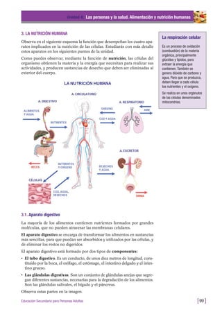 3.1. Aparato digestivo
La mayoría de los alimentos contienen nutrientes formados por grandes
moléculas, que no pueden atravesar las membranas celulares.
El aparato digestivo se encarga de transformar los alimentos en sustancias
más sencillas, para que puedan ser absorbidos y utilizados por las células, y
de eliminar los restos no digeridos.
El aparato digestivo está formado por dos tipos de componentes:
• El tubo digestivo. Es un conducto, de unos diez metros de longitud, cons-
tituido por la boca, el esófago, el estómago, el intestino delgado y el intes-
tino grueso.
• Las glándulas digestivas. Son un conjunto de glándulas anejas que segre-
gan diferentes sustancias, necesarias para la degradación de los alimentos.
Son las glándulas salivales, el hígado y el páncreas.
Observa estas partes en la imagen.
Unidad 4: Las personas y la salud. Alimentación y nutrición humanas
[99 ]Educación Secundaria para Personas Adultas
3. LA NUTRICIÓN HUMANA
Observa en el siguiente esquema la función que desempeñan los cuatro apa-
ratos implicados en la nutrición de las células. Estudiarás con más detalle
estos aparatos en los siguientes puntos de la unidad.
Como puedes observar, mediante la función de nutrición, las células del
organismo obtienen la materia y la energía que necesitan para realizar sus
actividades, y producen sustancias de desecho que deben ser eliminadas al
exterior del cuerpo.
La respiración celular
Es un proceso de oxidación
(combustión) de la materia
orgánica, principalmente
glúcidos y lípidos, para
extraer la energía que
contienen. También se
genera dióxido de carbono y
agua. Para que se produzca,
deben llegar a cada célula
los nutrientes y el oxígeno.
Se realiza en unos orgánulos
de las células denominados
mitocondrias.
 