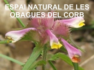 ESPAI NATURAL DE LES OBAGUES DEL CORB 