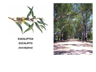 Ameztia
Rebollo
(Quercus
Pyrenaica)
Erkameztia
Quejigo
(Quercus
Faginea)
Haritza
 