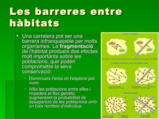 Les barreres entre hàbitats Una carretera pot ser una barrera infranquejable per molts organismes. La  fragmentació  de l'hàbitat produeix dos efectes molt importants sobre les poblacions, que poden comprometre la seva conservació: Disminueix l'àrea on l'espècie pot viure.  Aïlla les poblacions entre elles i impedeix el flux genètic, augmentant la probabilitat de desaparició de les poblacions amb un baix nombre d'individus. 