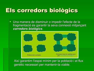 Els corredors biològics Una manera de disminuir o impedir l'efecte de la fragmentació és garantir la seva connexió mitjançant  corredors biològics . Així garantim l'espai mínim per la població i el flux genètic necessari per mantenir-la viable. 