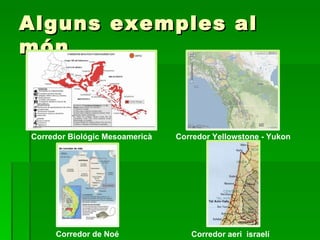 Alguns exemples al món Corredor Biológic Mesoamericà  Corredor de Noé Corredor aeri  israelí Corredor Yellowstone - Yukon 