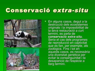 Conservació  extra-situ En alguns casos, degut a la destrucció dels ecosistemes originals i la impossibilitat de la seva restauració a curt termini, es parla de  conservació   extra-situ . Seria el cas dels programes de reproducció en captivitat que es fan, per exemple, als zoològics. Fins i tot en aquests casos, es necessària una diversitat genètica per evitar la consanguinitat i la desaparició de l'espècie a llarg termini. 