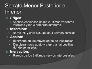 Serrato Menor Posterior e
Inferior
 Origen:
 Apófisis espinosas de las 2 últimas vértebras
torácicas y las 3 primeras lumbares.
 Inserción:
 Borde inf. y cara ext. De las 4 últimas costillas.
 Acción:
 Interviene en los movimientos de inspiración.
 Desplaza hacia abajo y afuera a las costillas
donde se inserta.
 Inervación:
 Ramos de los 3 últimos nervios intercostales.
 