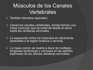 Músculos de los Canales
Vertebrales
 También llamados espinales.
 Llenan los canales vertebrales, donde forman una
masa muscular que se extiende desde el sacro
hasta las vértebras cervicales.
 La separación entre los músculos es claramente
apreciable a la región torácica y cervical.
 La masa común se inserta a favor de múltiples
lengüetas tendinosas y carnosas en las apófisis
espinosas de las últimas vértebras cervicales.
 