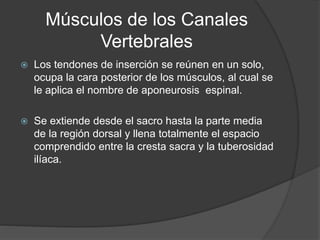 Músculos de los Canales
Vertebrales
 Los tendones de inserción se reúnen en un solo,
ocupa la cara posterior de los músculos, al cual se
le aplica el nombre de aponeurosis espinal.
 Se extiende desde el sacro hasta la parte media
de la región dorsal y llena totalmente el espacio
comprendido entre la cresta sacra y la tuberosidad
ilíaca.
 