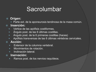Sacrolumbar
 Origen:
 Parte ext. de la aponeurosis tendinosa de la masa común.
 Inserción:
 Vértice de las apófisis costiformes.
 Ángulo post. de las 6 últimas costillas.
 Ángulo post. de la 6 primeras costillas (haces)
 Apófisis transversas de las 6 últimas vértebras cervicales.
 Acción:
 Extensor de la columna vertebral.
 Movimientos de rotación.
 Inclinación lateral.
 Inervación:
 Ramos post. de los nervios raquídeos.
 