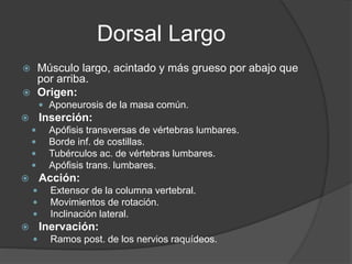 Dorsal Largo
 Músculo largo, acintado y más grueso por abajo que
por arriba.
 Origen:
 Aponeurosis de la masa común.
 Inserción:
 Apófisis transversas de vértebras lumbares.
 Borde inf. de costillas.
 Tubérculos ac. de vértebras lumbares.
 Apófisis trans. lumbares.
 Acción:
 Extensor de la columna vertebral.
 Movimientos de rotación.
 Inclinación lateral.
 Inervación:
 Ramos post. de los nervios raquídeos.
 