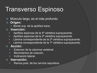 Transverso Espinoso
 Músculo largo, es el más profundo.
 Origen:
 Borde sup. de la apófisis trans.
 Inserción:
 Apófisis espinosa de la 4ª vértebra suprayacente.
 Apófisis espinosa de la 3ª vértebra suprayacente.
 Lámina correspondiente de la 2ª vértebra suprayacente.
 Lámina correspondiente de la 1ª vértebra suprayacente.
 Acción:
 Extensor de la columna vertebral.
 Movimientos de rotación.
 Inclinación lateral.
 Inervación:
 Ramos post. de los nervios raquídeos.
 