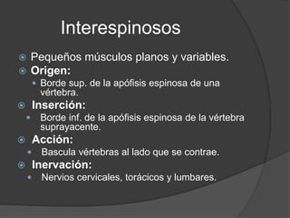 Interespinosos
 Pequeños músculos planos y variables.
 Origen:
 Borde sup. de la apófisis espinosa de una
vértebra.
 Inserción:
 Borde inf. de la apófisis espinosa de la vértebra
suprayacente.
 Acción:
 Bascula vértebras al lado que se contrae.
 Inervación:
 Nervios cervicales, torácicos y lumbares.
 