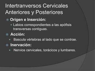 Intertranversos Cervicales
Anteriores y Posteriores
 Origen e Inserción:
 Labios correspondientes a las apófisis
transversas contiguas.
 Acción:
 Bascula vértebras al lado que se contrae.
 Inervación:
 Nervios cervicales, torácicos y lumbares.
 