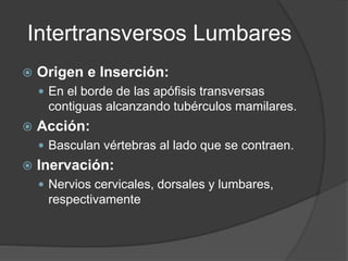 Intertransversos Lumbares
 Origen e Inserción:
 En el borde de las apófisis transversas
contiguas alcanzando tubérculos mamilares.
 Acción:
 Basculan vértebras al lado que se contraen.
 Inervación:
 Nervios cervicales, dorsales y lumbares,
respectivamente
 